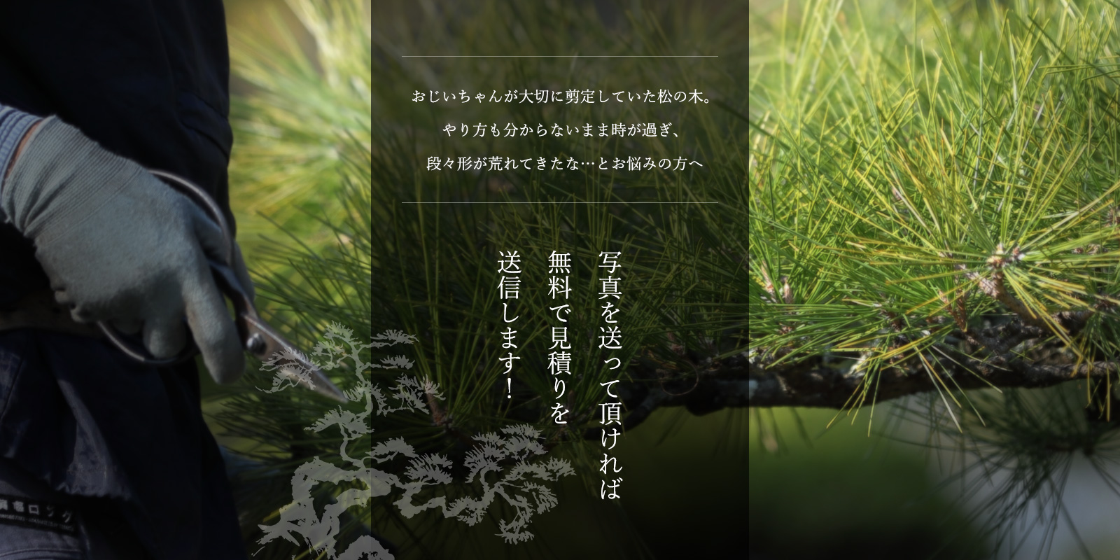 おじいちゃんが大切に剪定していた松の木。 やり方も分からないまま時が過ぎ、段々形が荒れてきたな…とお悩みの方へ  写真を送って頂ければ 無料で見積りを送信します！