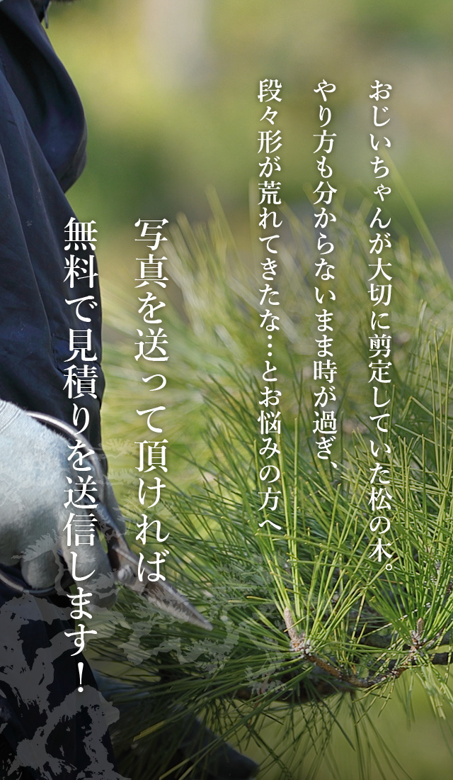 松の剪定 静岡県浜松エリアの造園 お庭づくり ガーデニングなら舩越造園